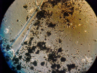 stachybotrys