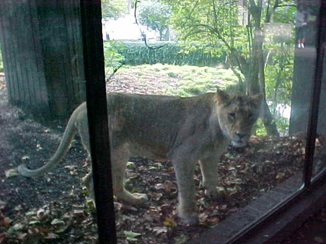 wpe42.jpg (41520 bytes)