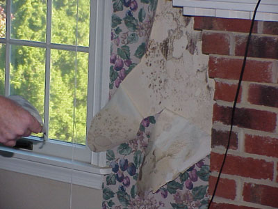 mold damage