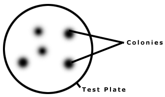 mold under a microscope